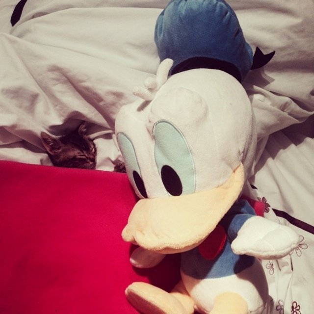 İlk başlarda bazı sorunlar ve küçük kazalar olabilir. Ancak sabırlı olmalısınız.  Birkaç haftalık iyi eğitim, rüya gibi olacak ilişkinizin başlangıcı için iyi olacaktır.