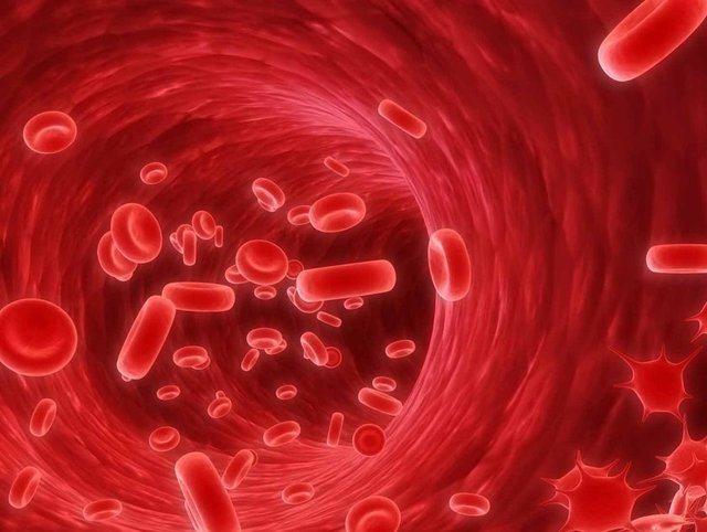 Vücudumuzda dolaşan damarların toplam uzunluğu 96 bin kilometreyı buluyor.