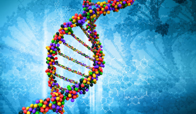 - İnsanların DNA'sının yarısı muzunkiyle aynıdır.