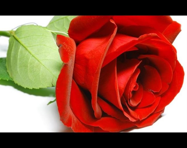 KIZ ARKADAŞINIZA GÜL - Bir adam ya da kadın yaklaşır ve kız arkadaşınızın eline gül tutuşturur sonra da parasını ister. Ancak çok yüksek bir para ister. Kız arkadaşınıza mahçup kalmamak için parayı ödemek zorunda kalırsınız. PARİS, ROMA, BARCELONA