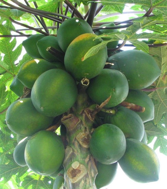 8- Papaya -  - Şifali bitkilerin coğrafyası Güneydoğu Asya'da yetişen Papaya meyvesi hamilelikten kaçınmak için kullanıldı. Meyvenin çekirdekleri doğal doğum kontrol yöntemi gibi çalışıyor