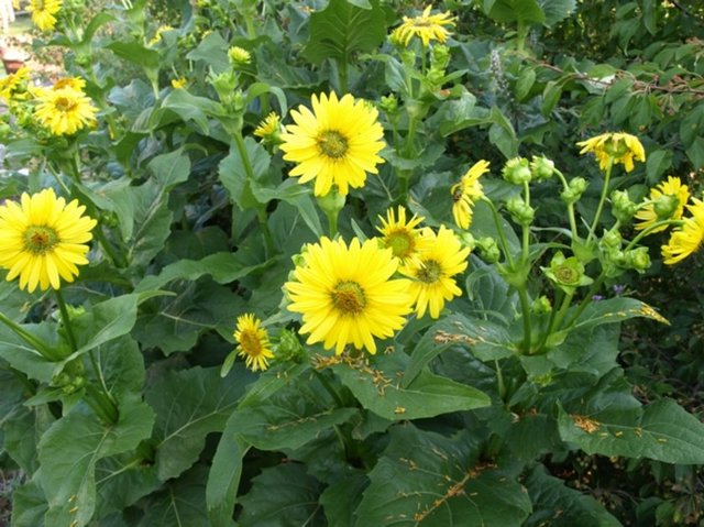 9- Silphium -  - Rezine ailesinden bir bitki olan Silphium Libya'da yetişen antik dönemlerde dönemin ekonomisinin vazgeçilmez bir bitkisi. Yemeklerde kullanıldığı kadar bitkisel ilaçlarda da kullanılan bitkinin bir aya kadar doğum kontrolü etkisi var