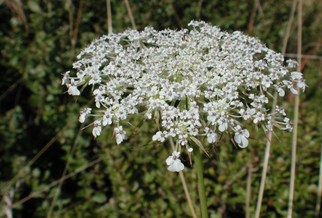 2- Queen Anne's Lace -  - 'Vahşi Havuç' olarak da bilinen Queen Anne's Lace bitkisinin tohumları yaklaşık 2000 yıl önce doğum kontrol yöntemi olarak kullanılıyordu. 8 saat boyunca etkili olması sebebiyle o dönemin en çok tercih edilen yöntemlerinden biriydi