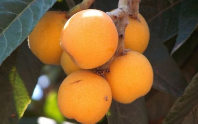 6 adet yeni dünya (malta eriği)