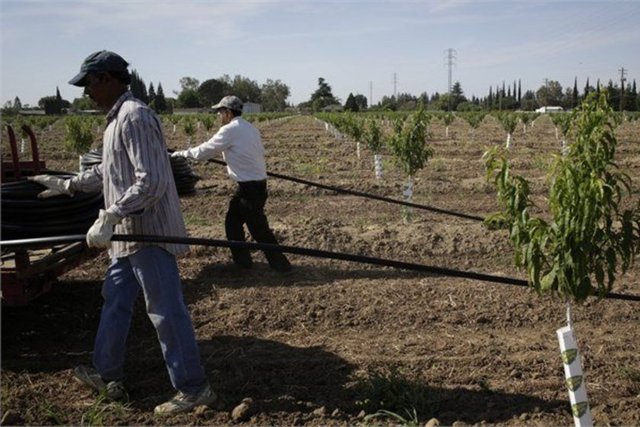 Tarla işçisi - Tarla işçiliği teknolojinin tehdit ettiği bir diğer meslek.2022'ye kadar tarla işçisi sayısında yüzde 19 azalma olacak. -