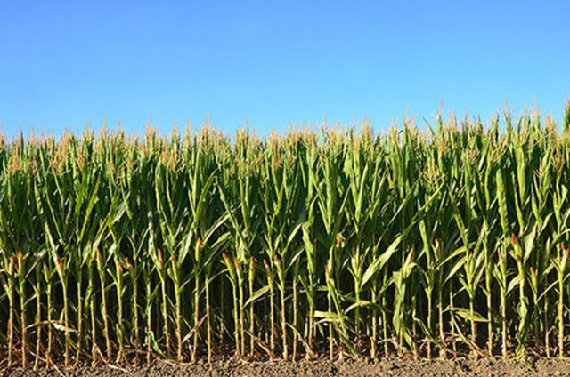 Kıtlığa son! -   - Teknolojik gelişmeler 2025 yılında açlık sorununu da çözebilecek gibi görünüyor. Düşük enerjili LED ampulleri, yakın gelecekte kapalı alanlarda tarım yapılmasını ve kısa sürede ürün elde edilmesini mümkün kılacak.