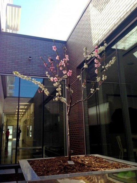 Melez ağaç, aynı zamanda rengarenk çiçekleri ile de ön plana çıkıyor. New York'ta bulunan bu melez ağaç özellikle yazları pembe, kırmızı ve beyaz gibi etkileyici renkte çiçekler açıyor.