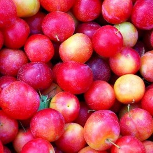 Böbrek taşı olanların oksalattan zengin olduğu için erik tüketmemeleri önerilir." diye konuştu.