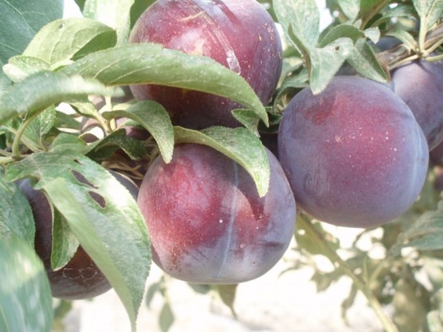 Düşük glisemik indekse sahip olduğu için kan şekerini dengelemeye yardımcıdır bu bağlamda Tip 2 diyabete yakalanma riskini düşürür.