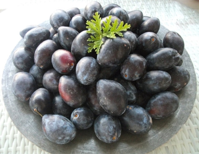 Menopoz sonrası kadınlar üzerine yapılan bir çalışmada; bir gruba 100 g erik (yaklaşık 10 adet), diğer gruba ise 100 g kuru elma bununla birlikte her iki gruba da D vitamini ve kalsiyum suplemanları verilmiş.