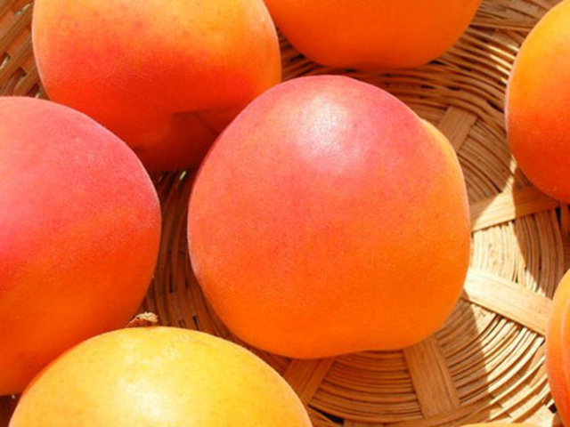 Raşitizm gibi gelişme bozukluklarını önler. Hastaların iyileşmesini hızlandırır.