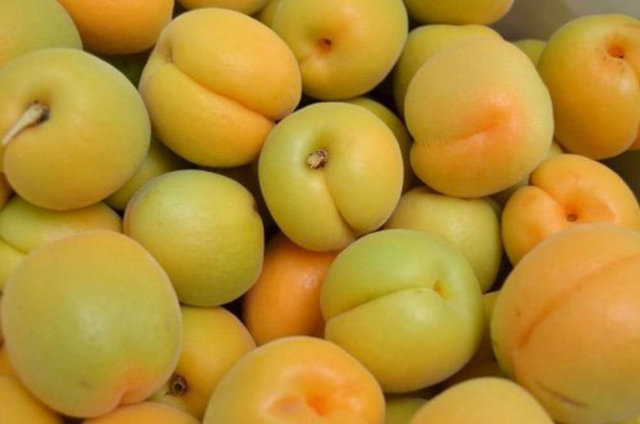 Kemiklerin daha düzgün ve sağlam olmasını sağlar.