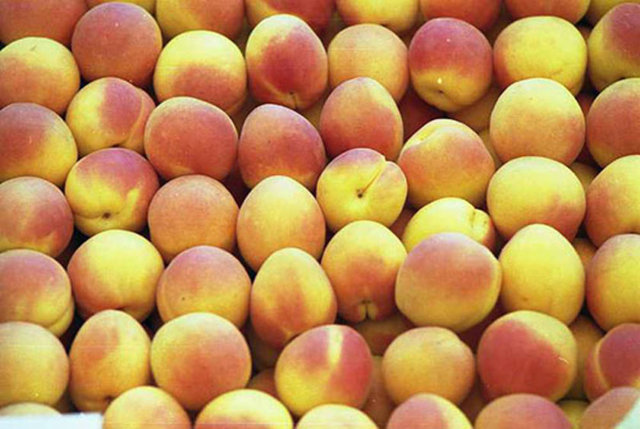 Kan yapımını artırarak kansızlığa iyi gelir.