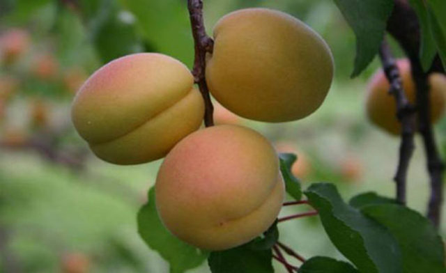 Özellikle gelişme çağındaki çocuklara faydalıdır.