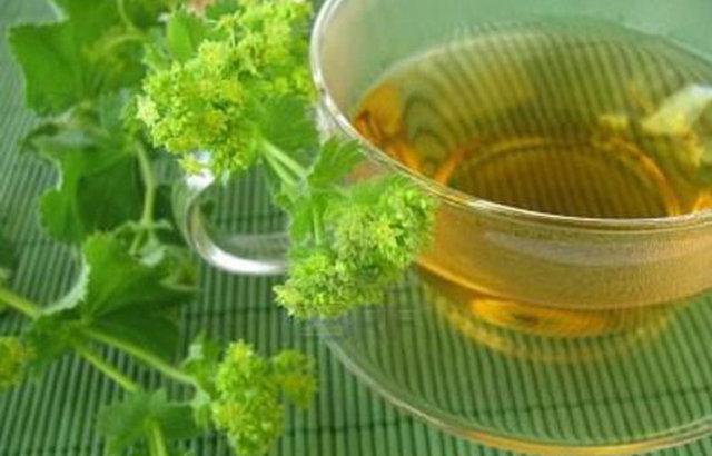 ARSLANPENÇESİ: Çok fazla bilinmeyen arslanpençesi otunun çayı kansızlığa iyi gelir. -