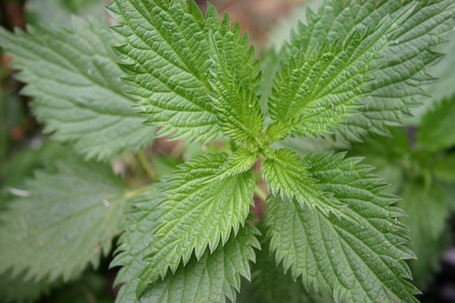 ISIRGANOTU: Isırganotu, kan yaptırıcı özelliği nedeniyle, kansızlığa karşı mutlaka kullanılması gereken bir bitkidir.