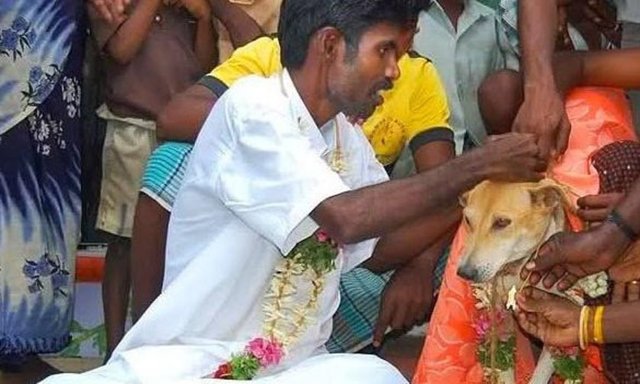 Köpekle evlenen adam: Selva Kumar adlı Hindistanlı damadımız alkollü olduğu bi gün çiftleşen iki köpeği taşlamak suretiyle öldürmüş ve bu olaydan sonra kısmi felç geçirmiş.  Falcıya gidip olayı anlatmış, falcı köpekle evlenmesini söylemiş.