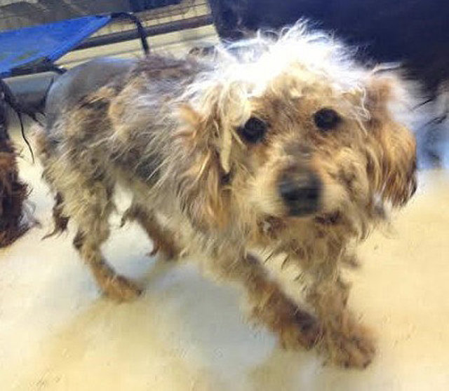 Apple Schnoodle - barınakta
