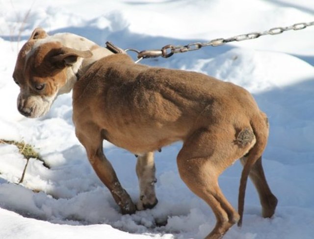 Nikki - köpek dövüşçülerinin elinden kurtarılara barınağa götürüldü