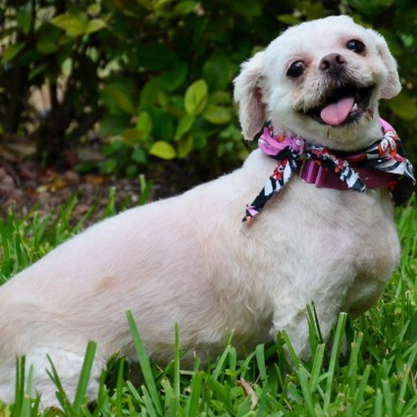 Köpek besleyenlere 74 kırbaç cezası!, İran�dan dünyayı ayağa kaldıran