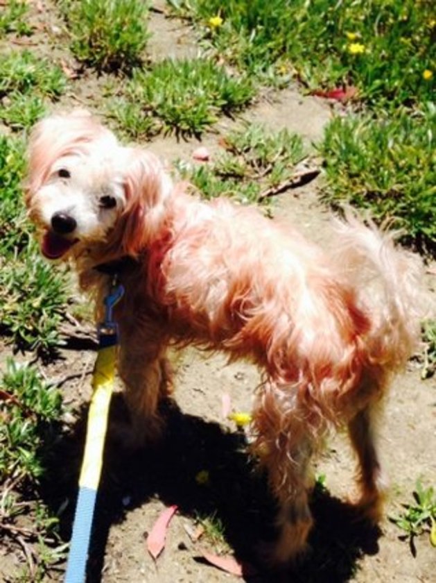 Köpek besleyenlere 74 kırbaç cezası!, İran�dan dünyayı ayağa kaldıran