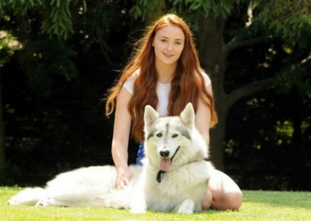 Aktris Sophie Turner dizide Sansa'nın korkutucu köpeği olan "Lady"'den çok etkilenmiş ve onu sahiplenmeye karar vermiş.