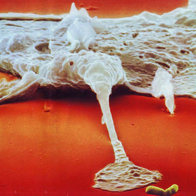 Bilim kurgularda karşılaştığımız sahnelerde gördüğümüz gibi Makrofaj'dan çıkan yalancı ayaklar bakteriyi tuzağa düşürür.