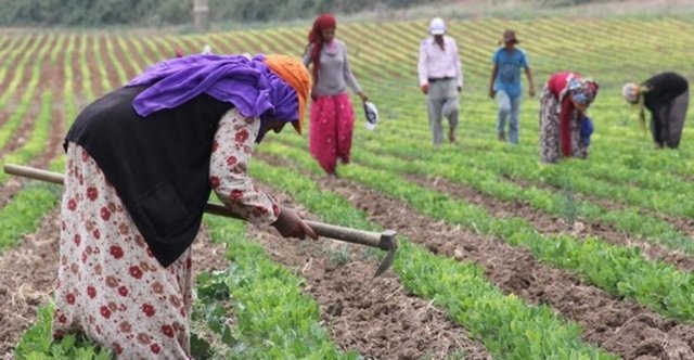 Tarla işçisi: Tarla işçiliği teknolojinin tehdit ettiği bir diğer meslek.2022'ye kadar tarla işçisi sayısında yüzde 19 azalma olacak.