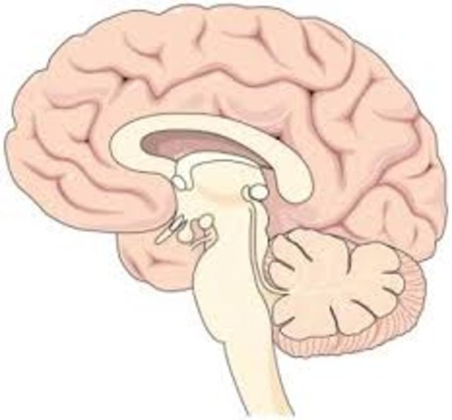 İnsanlar beyinlerinin yüzde 10'unu kullanırlar.