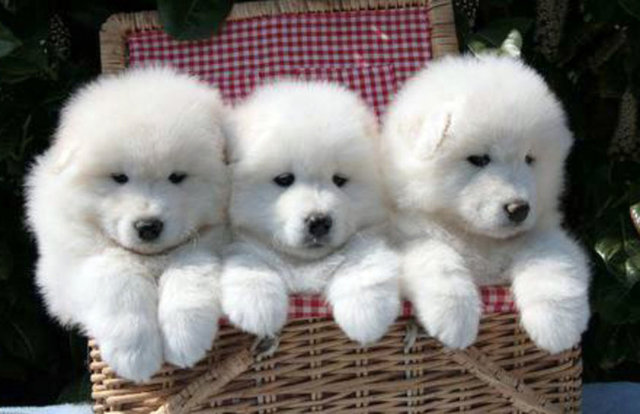 Köpeklerin ter bezleri ayaklarındadır.