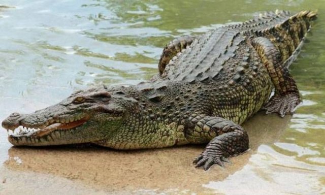 Timsahlar renk körüdür.