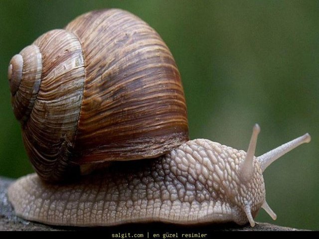 Sümüklüböceklerin dört tane burnu vardır.