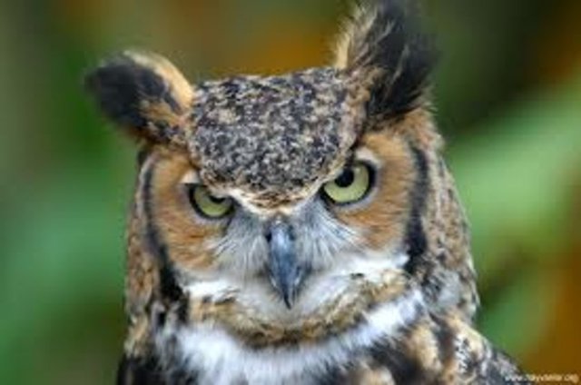 Baykuş mavi rengi görebilen tek kuştur.
