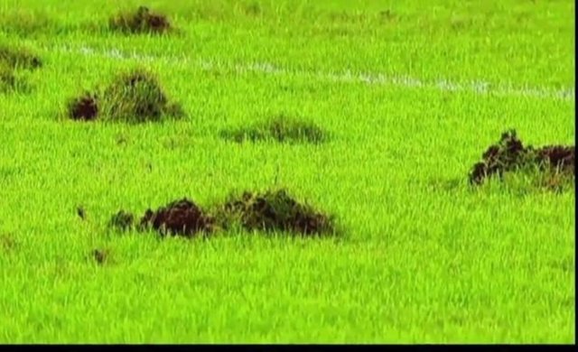 Şampiyonlar Ligi'nden elenen Kartal, mutlak galibiyet parolası ile gittiği Mersin deplasmanında kötü zemin ile karşılaştı.
