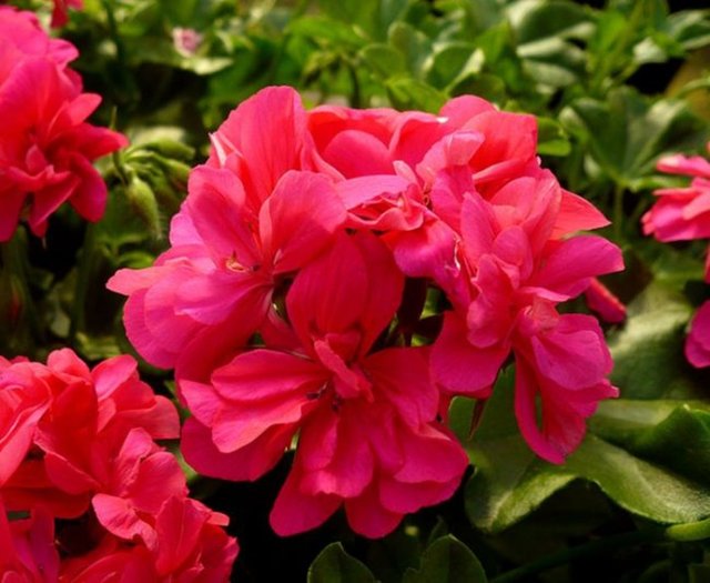 Sardunya:Gerçek,dostluk