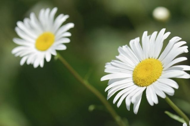 Papatya : Masumiyet,umut