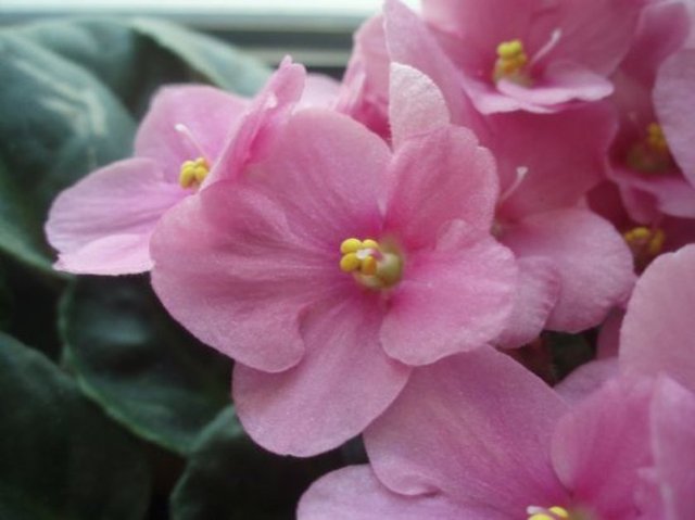 Menekşe:Sadakat, bağlılık, içtenlik