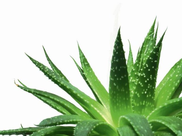 Aloe Vera:Şifa,koruma, sevgi