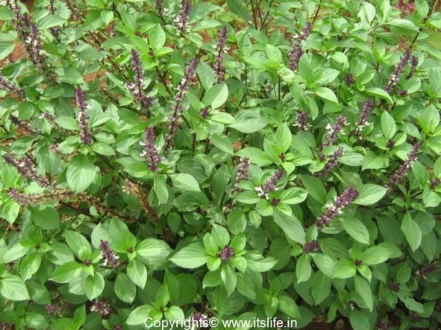 Fesleğen:İyi dilek