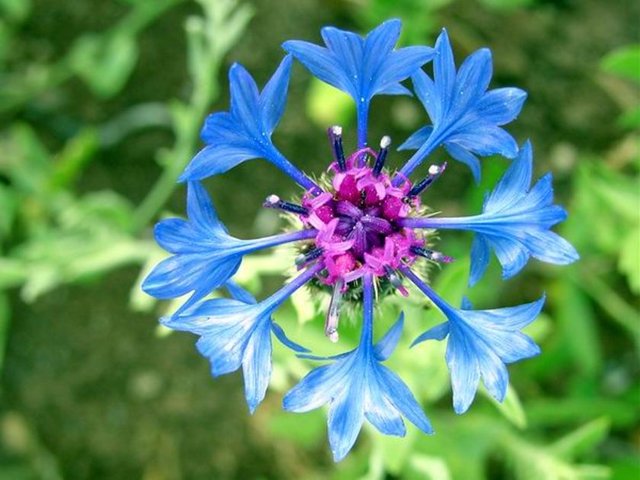 Peygamber çiçeği:Kutsallık