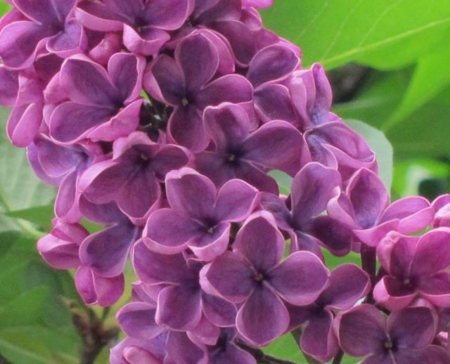 Leylak :İlk görüşte aşk