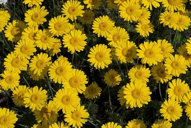 Sarı papatya: Sabır