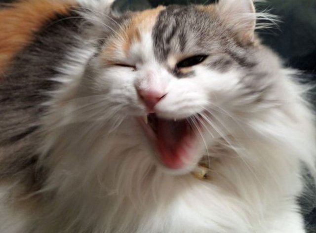 Kedimin beni sevmesini nasıl sağlarım?