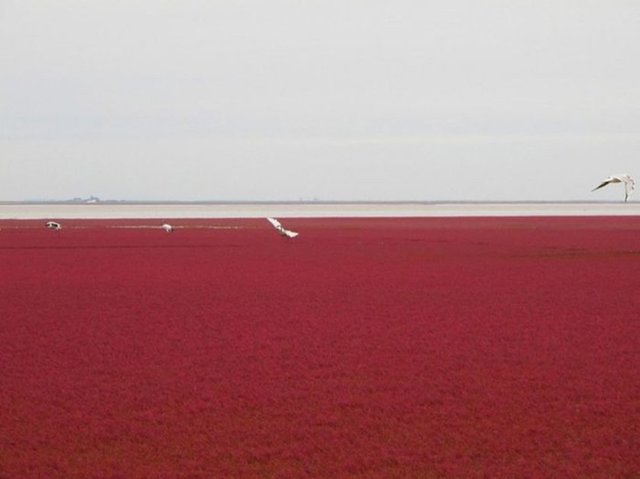 Kırmızı Plaj, bir doğa rezervi olduğu için -küçük bir bölümü hariç- halka kapalıdır.