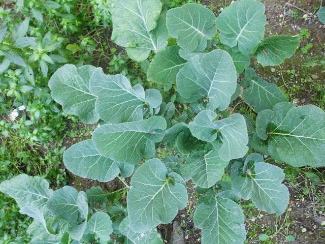 Kandaki şeker miktarını düşürür. Vücudu hastalıklara ve kansere karşı korur. Sarılık ve safra kesesi hastalıkları için iyidir. Astımda faydalıdır. Romatizma, siyatik, lumbago ve Apsede yararlıdır. Ses kısıklığını giderir, iştah açar.