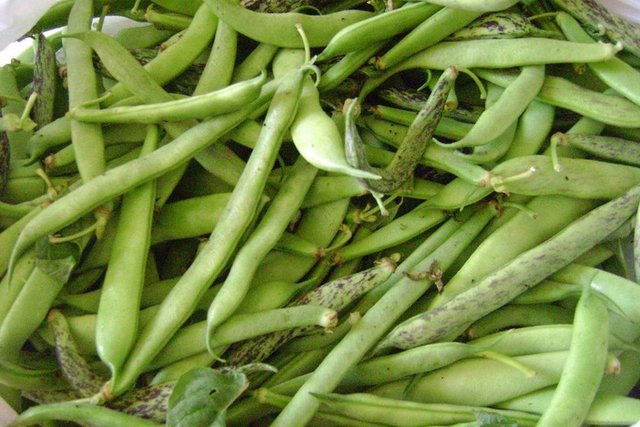 Göz sağlığının korunmasında oldukça önemli bir rol oynar.