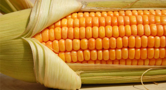 MISIR : -  - Mısır tam bir vitamin deposudur. B1 vitamini, patotonik asit B5 vitamini, folat, niasin B3 Vitamin ve C vitaminini de bol miktarda içermektedir. Mısır ayrıca diyetsel liflerin, fosfor ve magnezyum minerallerinin iyi bir kaynağıdır.