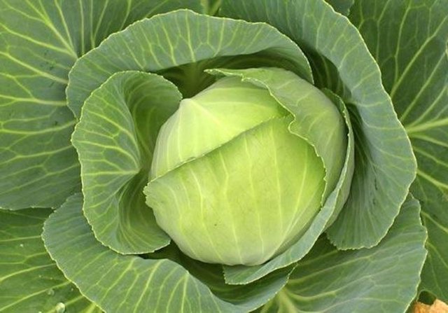 Sadece lahana çeşitlerinde bulunan U vitamini, mide ve bağırsakların iç yüzeyini koruyor, oralardaki yaraların iyileşmesini sağlıyor.