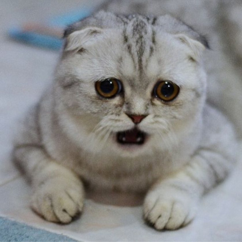 üzgün kedi fotoğrafları