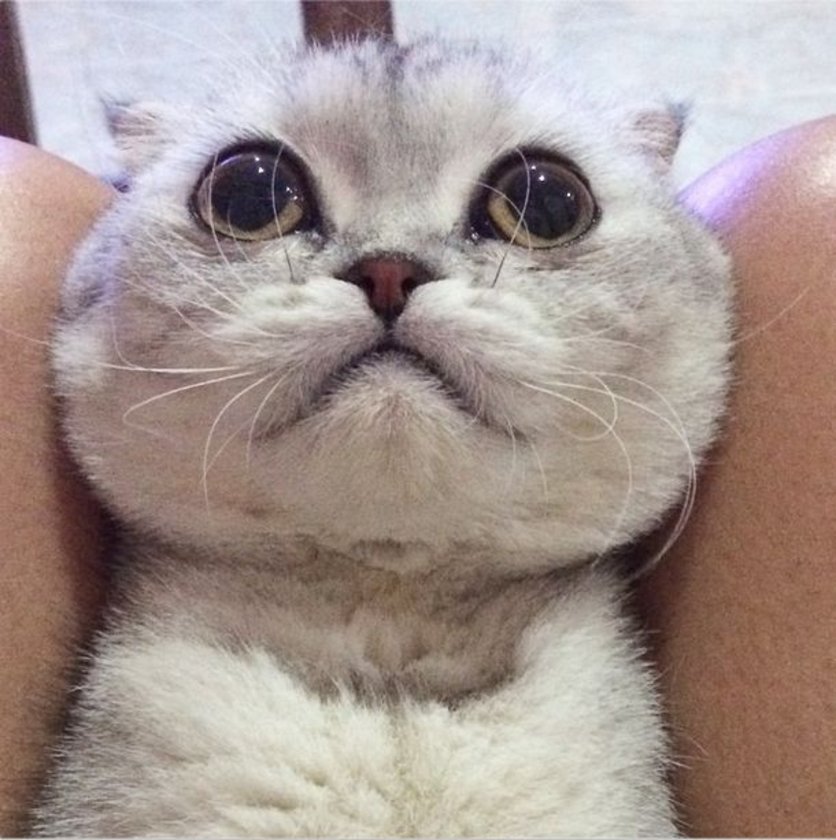 İki yüzlü kedi öldü Dünya Haberleri